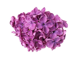Obraz premium Fresh beautiful lilac flowers isolated on white