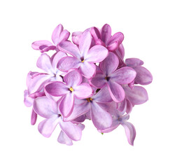 Obraz premium Fresh beautiful lilac flowers isolated on white