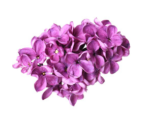 Obraz premium Fresh beautiful lilac flowers isolated on white