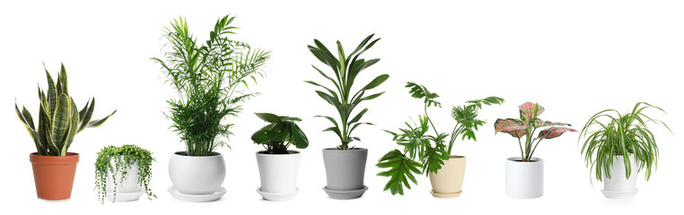 Different house plants in pots isolated on white, set © New Africa