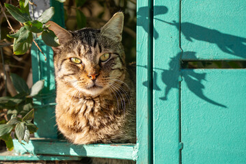 A Cat Peeking through a Fence © Moshe Einhorn