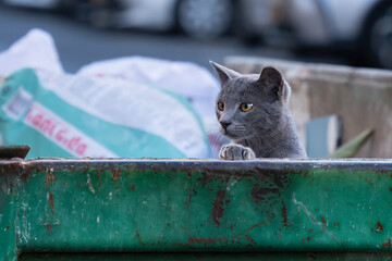 A Street Cat in a Trash Container © Moshe Einhorn