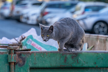 A Street Cat on a Trash Container © Moshe Einhorn