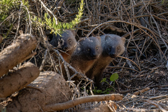 Three Young Mongooses