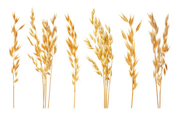 Fototapeta premium Oat ears isolated on white, set. Cereal plant