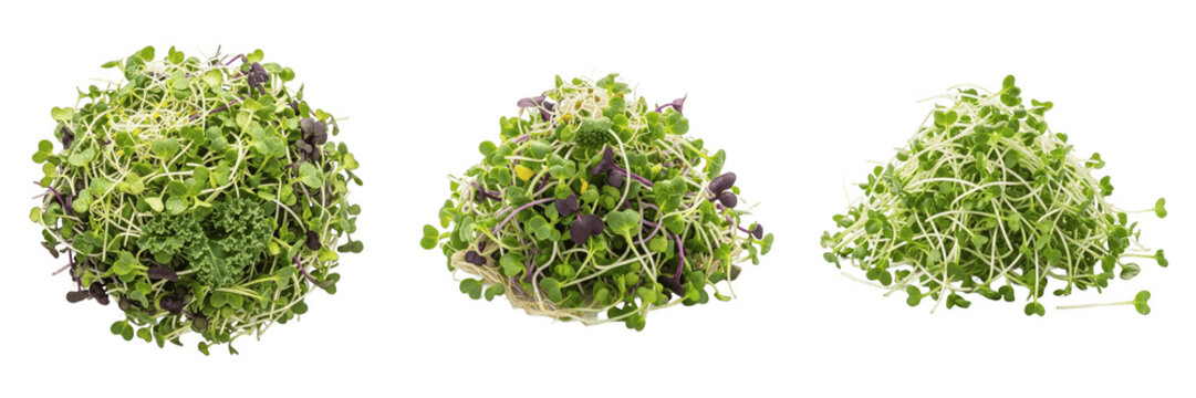 Fresh Microgreens Collection, Organic Sprouted Greens and Herbs Piles Isolated on White Background, Healthy Superfood Ingredients for Salads and Garnishes, High-Quality Transparent PNG Cutouts for Cul