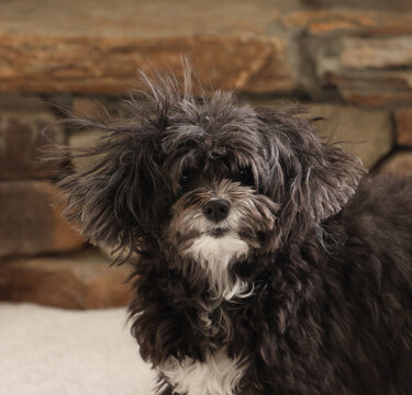 A small black and white dog with messy hair.  A dog that needs grooming.