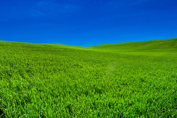 Obraz premium Green field and blue sky. Meadow landscape