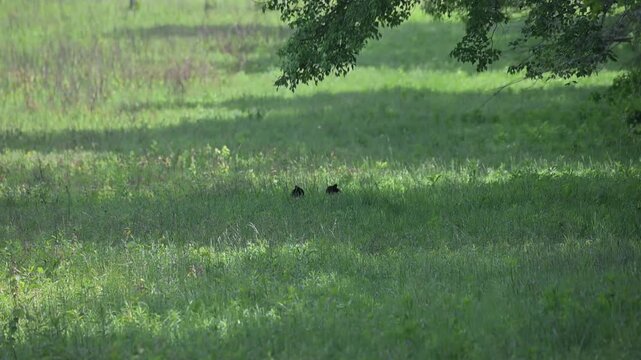 Black Bear Cubs in Tall Grass