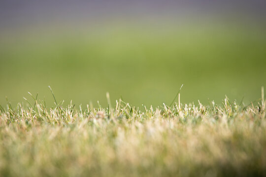 Abstract blurry green grass background with beautiful bokeh effect