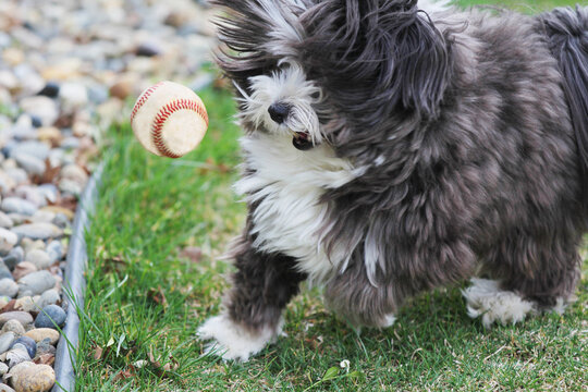 A dog catching a baseball in the air.  An action photo of a cute little furry dog.