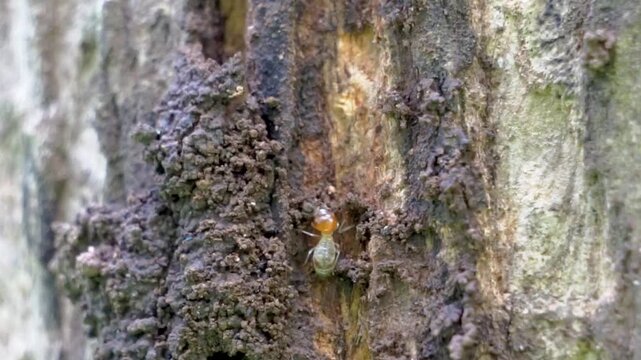 Coptotermes formosanus (Formosan termite, super-termite, semut kongkiak, rayap, anai-anai, semut putih) in the dry wood