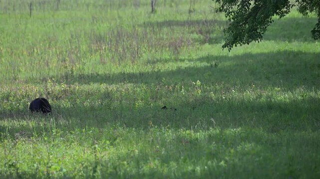 Black Bear Family in the Meadow