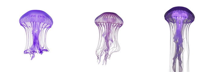 Set of glowing purple jellyfish marine underwater creature isolated on transparent background PNG © Stock
