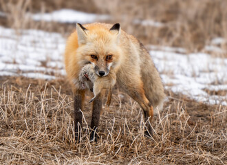 Naklejka premium Red fox carries its prey through a dry grassy field in winter