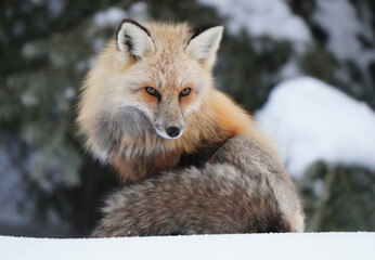 Naklejka premium Red fox with striking eyes rests in a snowy winter landscape