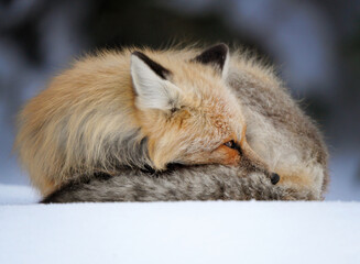 Naklejka premium Red fox curled up sleeping in the snow during winter