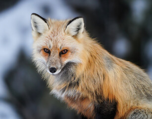 Naklejka premium Close-up portrait of a red fox with striking amber eyes in a winter setting