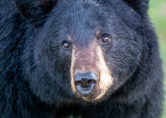 Close-up portrait of a black bear's face with intelligent eyes and dark fur © pictureguy32