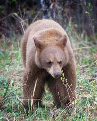 Brown bear cub cautiously walks through a grassy forest clearing in spring © pictureguy32