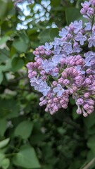 Fototapeta premium blooming branches of delicate lilac with blue and pink buds among green leaves. Beautiful spring floral background