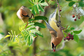 Cedar waxwing bird eating berries while hanging upside down on a branch © pictureguy32