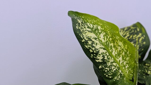 Close-up of tropical Dieffenbachia leaves with green and cream variegation on a soft pastel background. Minimal botanical concept, indoor houseplant, natural texture and fresh home decor.  copy space