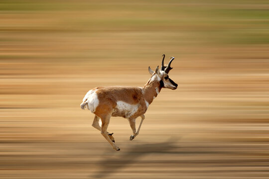 Pronghorn antelope running fast across a dry, blurred landscape