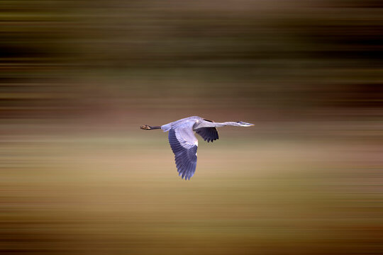 Great blue heron in flight with motion blur effect