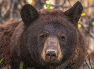 Close-up portrait of a wild black bear with dark fur and curious eyes © pictureguy32