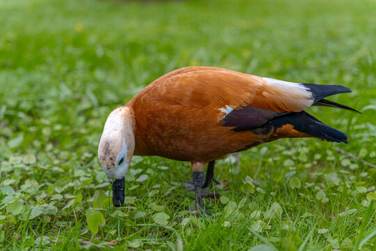 Closeup Ruddy Shelduck Feeding In Grass, Focused Foraging Bill Probing Damp Lawn, Vivid Green Background, Detailed Feather Texture And Wet Ground,