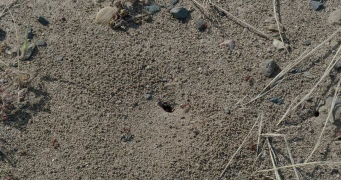 Red Ants Swarming Around Anthill Entrance