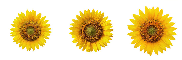 Fototapeta premium Set of Bright Yellow Sunflower Macro Blooming Flower Head Botanical PNG Collection 