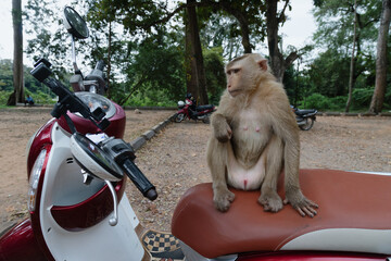 A monkey sits on a motorcycle seat in Angkor Wat in Siem Reap, Cambodia. The monkey appears to be resting and observing its surroundings. © Zenstratus