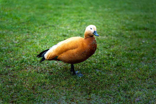 Ruddy Shelduck Standing On Green Lawn, Solitary Calm Pose Showing Rich Orange Plumage And Sleek Beak, Soft Light Casting Gentle Shadows, Tranquil
