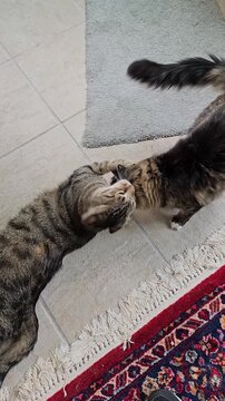 Cute pet cat playfully ambushes other cat walking by top down view vertical video