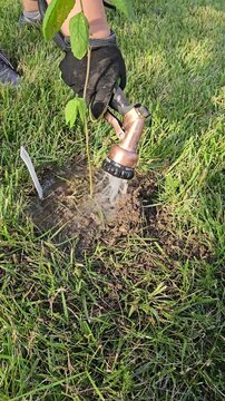 Newly planted young tree getting watered by woman wearing work gloves with garden hose vertical video