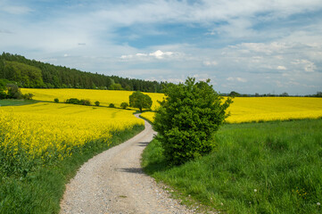 Rzepak © piotrwolak