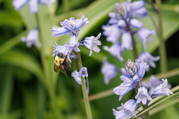 Bumblebee gathering nectar from light purple Spanish Bluebell flowers in a spring garden © Blubird