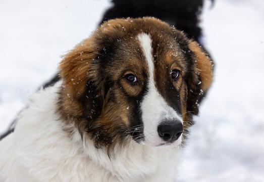 Tornjak Puppy Portrait in Snow