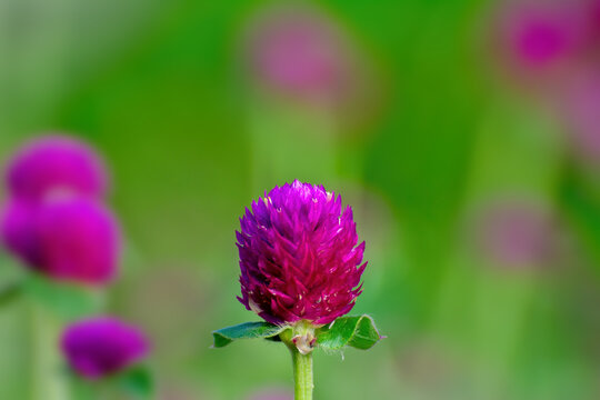 A beautiful view of Globe amaranth flower (Gomphrena globosa). West Bengal, India