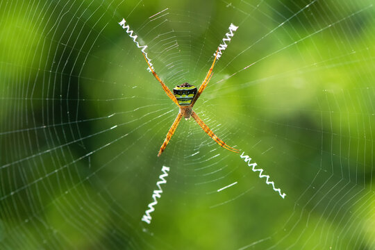 A beautiful Signature Spider (Argiope anasuja) in a blurred green background, a close up view with beautiful web pattern, West Bengal, India