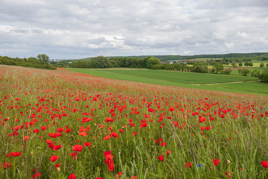 Mohnblumen bl&uuml;hen in der Eifel