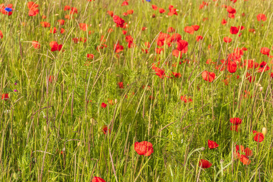 Mohnblumen bl&uuml;hen in der Eifel