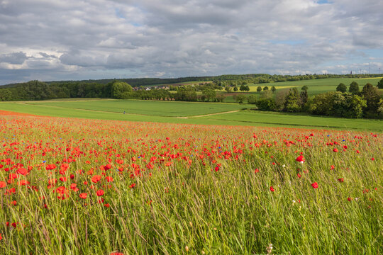 Mohnblumen bl&uuml;hen in der Eifel