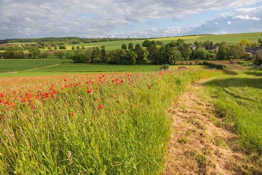 Mohnblumen bl&uuml;hen in der Eifel