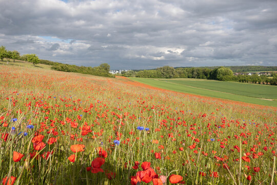 Mohnblumen bl&uuml;hen in der Eifel