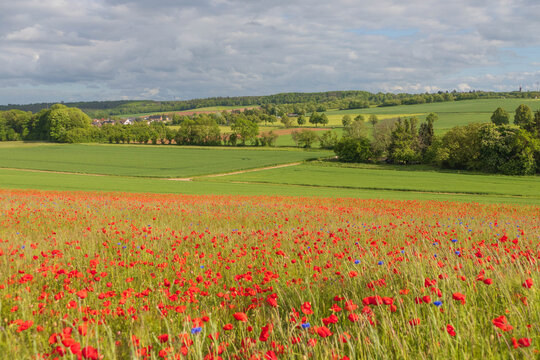 Mohnblumen bl&uuml;hen in der Eifel
