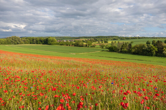 Mohnblumen bl&uuml;hen in der Eifel
