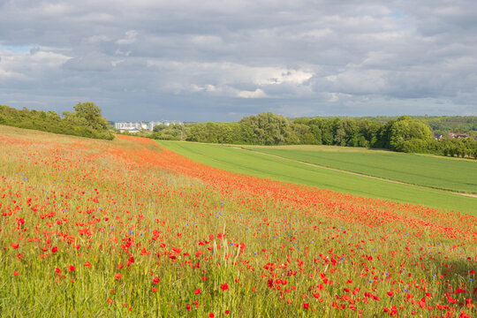 Mohnblumen bl&uuml;hen in der Eifel